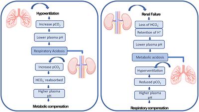 Trends, Advantages and Disadvantages in Combined Extracorporeal Lung and Kidney Support From a Technical Point of View